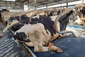 Više odmora, više mlijeka: Kakva je tu uloga komfora ležišta za krave?
