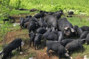Crna svinja "mijenja" traktor - ore njivu i iskorjenjuje korov