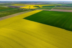 300.000 sjemenki u kilogramu i 400 litara biodizela po hektaru: Zašto je uljana repica top kultura?