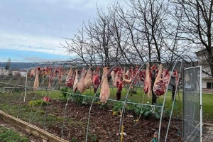 Povješao pršute na konstrukciju plastenika - fotografija postala hit