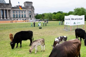Doveli krave pred zgradu parlamenta - šta traže njemački stočari?