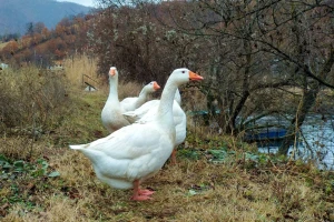 Guske na sudu: Obrstile komšiji kukuruz, vlasnik ih mora primiriti