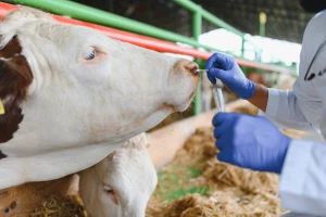 3,5 miliona KM za zaštitu zdravlja životinja: Evo šta donosi novi program poticaja za veterinarstvo