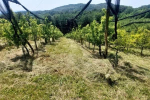 Kako i zašto obaviti ljetnju rezidbu krušaka?