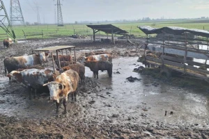 Oduzeli mu 24 krave jer su bile blatnjave - šta Sloveniji donosi novi Zakon o zaštiti životinja?