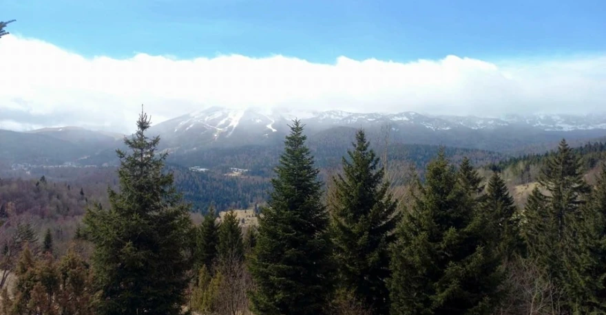 &scaron;uma