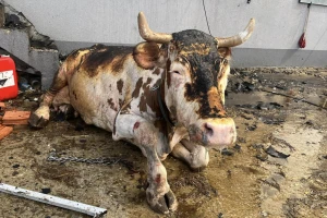 Uznemirujuće: Vatra progutala porodičnu farmu, 4 krave morale na prisilno klanje, 12 opečeno