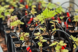 Otkrivene stare sorte vinove loze otporne na klimatske promjene?