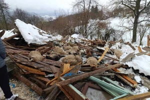 Snijeg srušio štalu u Bugojnu, stradalo više od 20 ovaca i koza