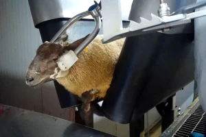 Skrivena kamera otkrila okrutno ponašanje prema ovcama pred klanje