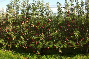 Novi sistem uzgoja voćaka smanjuje upotrebu pesticida za 20 posto