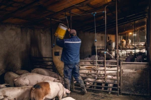 Afrička svinjska kuga ponovo u Bijeljini: Određene mjere
