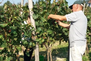 Nedeljko Jaćimović: Ljubav prema vinima prenio sam na sinove, a najsrećnije doba godine, nama je berba grožđa
