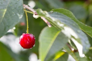 Smjena sunčanih i kišnih perioda - adekvatno zaštitite bilje