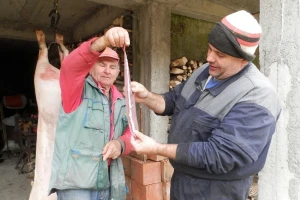 Vremensku prognozu čitaju iz svinjske slezene