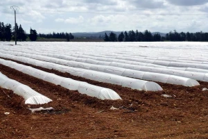 Albanija je evropsko tajno blago, država poljoprivrednicima podigla 1.000 ha plastenika