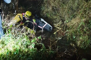 Konj upao u tri metra duboku rupu, tri sata ga pokušavali spasiti