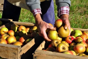 Nekoliko je pokazatelja za pravo vrijeme berbe voća