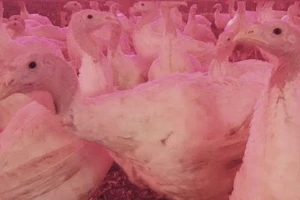 Odlučili ostati i uspjeti pa osnovali farmu purana