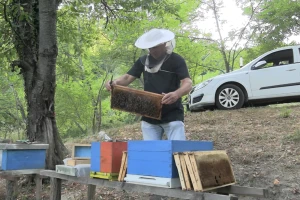 Dugogodišnji pčelar Dedić: Avgust je najteži mjesec za pčele