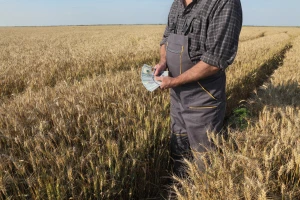 Sa 500 miliona dolara potiču ratare da udvostruče površine pod pšenicom