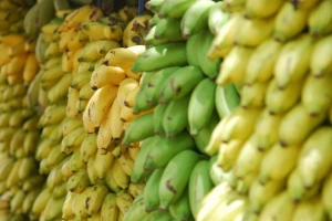 Peru rekorder u izvozu banana