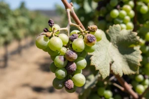 Bayer savjeti za vinogradare 18.-24.7.2016.