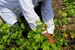 Bayer savjeti za vinogradare 2.-8.5.2016.