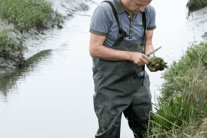 Morsko zeleno povrće pravi je hit na obalama Francuske i Nizozemske