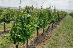 Kako pravilno primijeniti pinciranje i zalamanje lastara na vinovoj lozi?