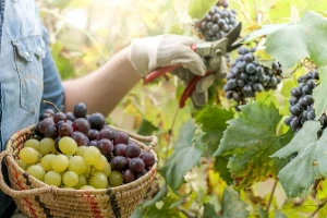 Agrofina očekuje milion kilograma grožđa
