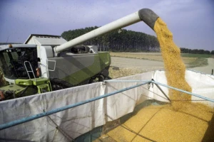 Rast globalne proizvodnje kukuruza, pšenica u padu