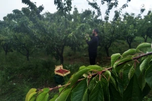 Koji su ključni faktori za uspješnu organsku proizvodnju voća?
