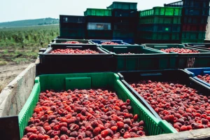 Malina: U RS još nije postignut dogovor oko visine otkupne cijene?!