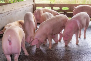 Srbija prijavila četiri slučaja sumnje na svinjsku kugu: BiH zabranila uvoz mesa iz Srbije