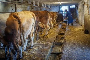 Nedavno isplaćeno preko pola miliona KM podsticaja iz ove godine