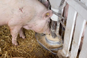 Cijene svinja drastično padaju u Kini - farme u dugovima