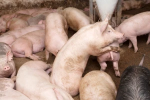 Afrička kuga svinja ozbiljna prijetnja za Balkan