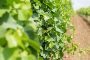 Prihrana vinove loze u periodu vegetacije