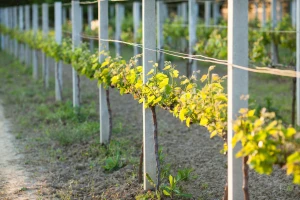Vinogradari da pripaze na grozdovog moljca, a voćari na jabučnog savijača!