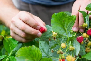 Sektor malinarstva u BiH pred kolapsom, svakodnevno propadaju tone malina!