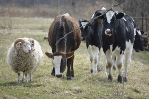 Broj ovaca u FBiH lani porastao za 7.000 grla, a goveda za 3.000