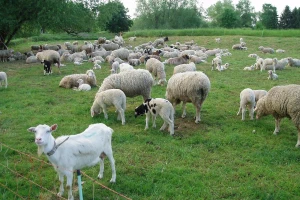 Vakcine protiv bruceloze ima samo za 50% stvarnih potreba