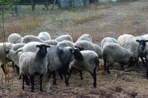 Farma Trajkovski uzgaja najplodniju rasu ovaca na planeti
