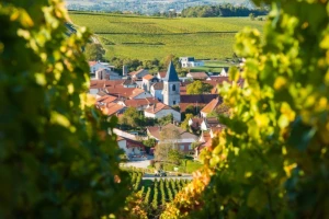 Mraz ugrozio proizvodnju vina u Francuskoj