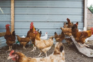 Pokrivaju kokošinjce i ograđuju torove ukradenim panelima s autoputa