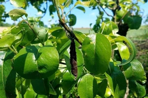 List uvrnut u cigaru - "kriva" je ženka cigaraša, otkinite ga i zapalite!