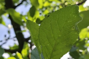 Čime tretirati šljive nakon uočenih simptomi šupljikavosti lista?
