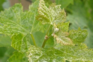 Bayer savjeti za vinogradare 23.04.-29.04.2018.