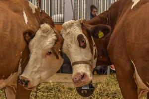 Veterinarskoj komori FBiH nije data saglasnost na statut